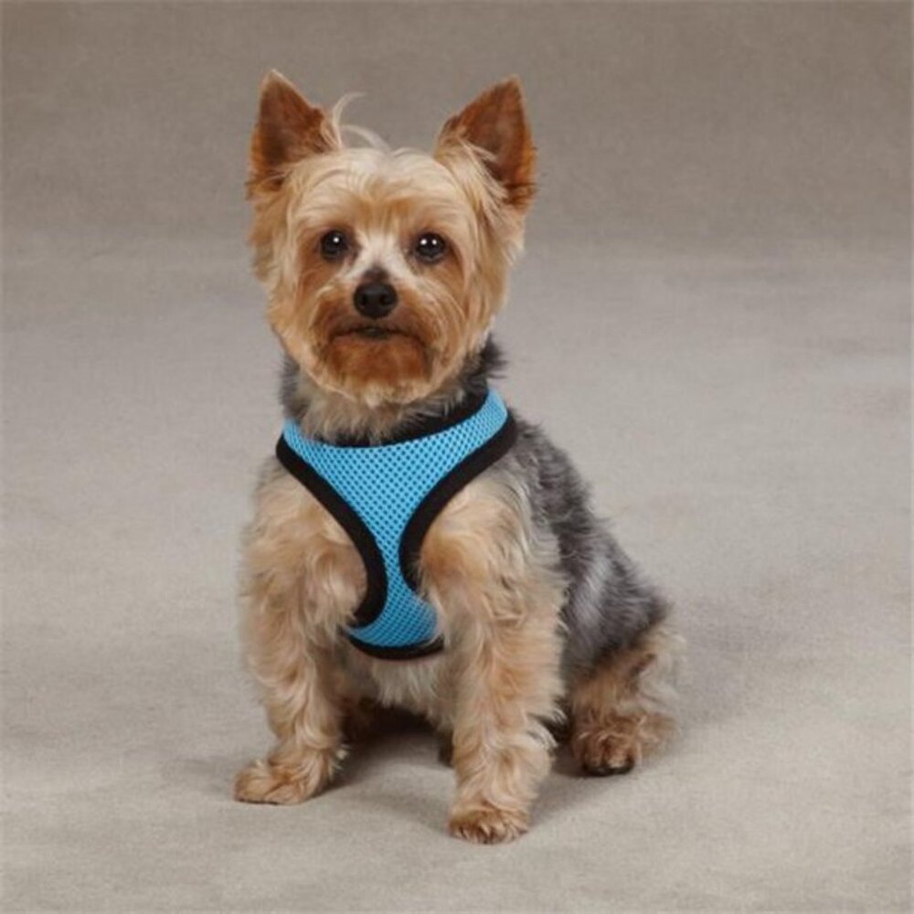 Black Dog Harness